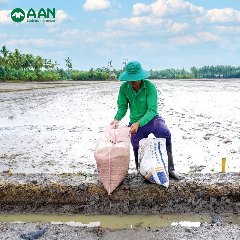 309669246 2667036913432613 4506571013667431707 n LONG THÀNH PHÁT - Nhà cung cấp gạo A AN tại quận gò vấp - 0353 888 399